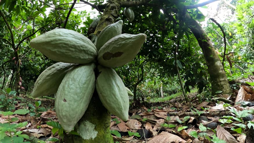 Cacao excellence