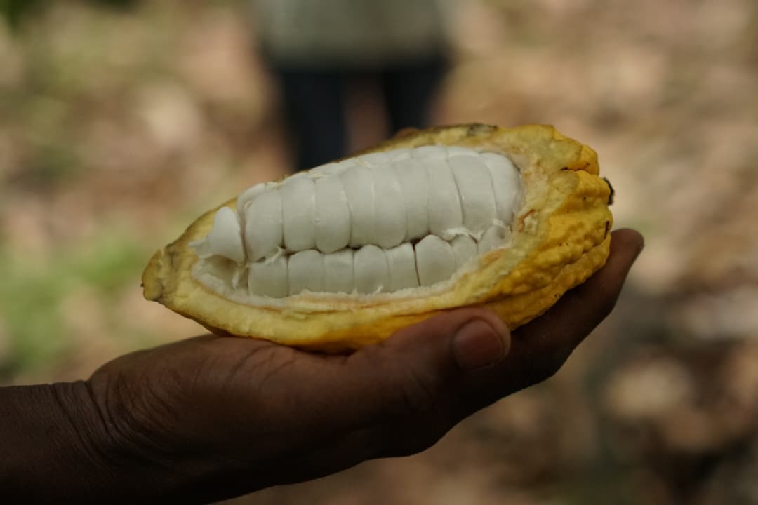 Cacao grade 1