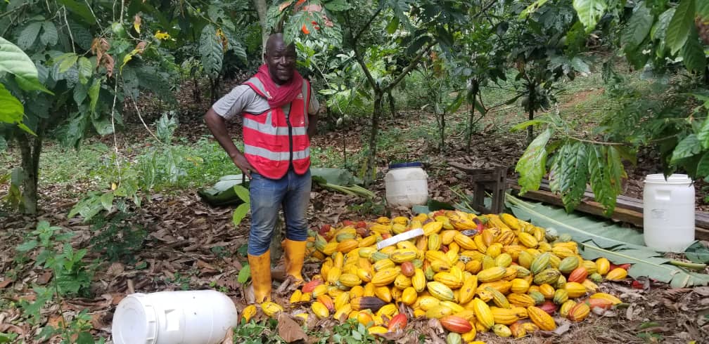 Plantation cacao Ayos Cameroun