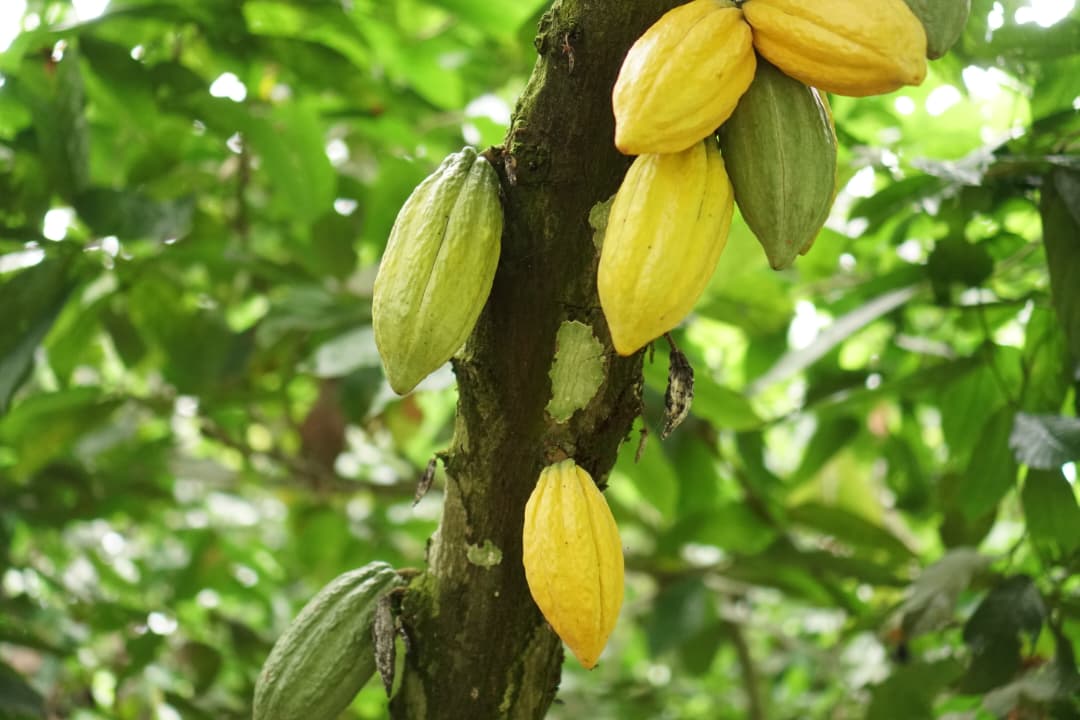 Cacao biologique